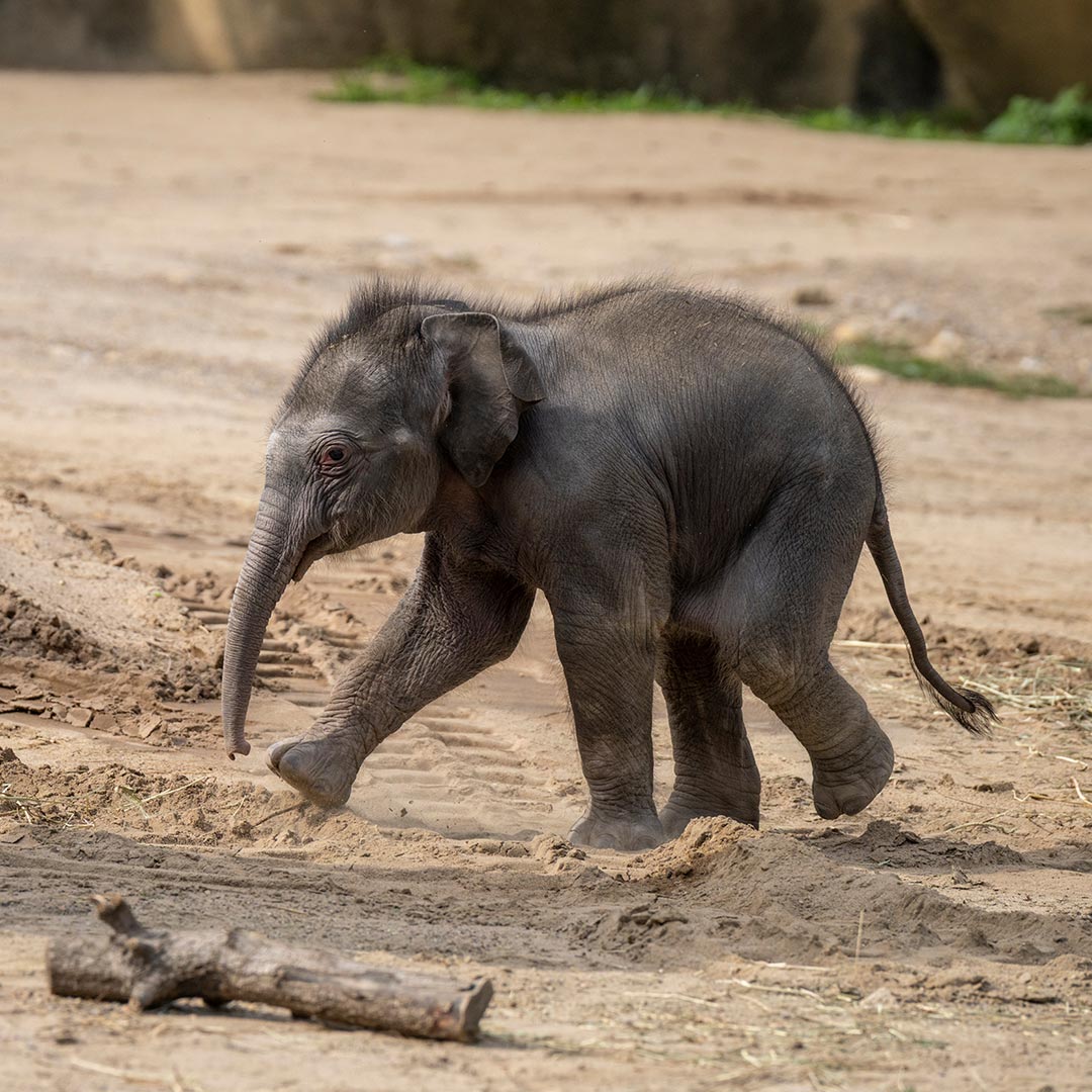 A baby elephant walks playfully across sandy ground, lifting one foot as it moves, with a stick lying in the foreground and a blurred natural background.