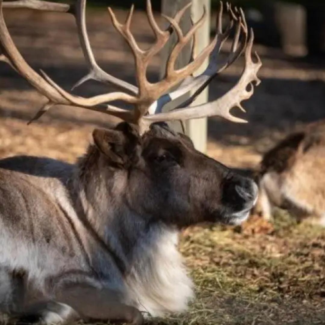 A reindeer with large, branching antlers lies on the ground in a sunlit outdoor area, with another reindeer partially visible in the background.